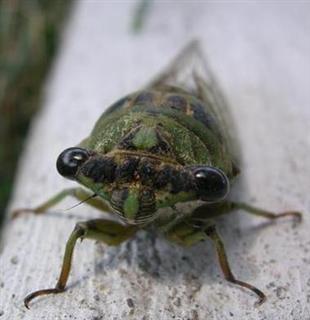 The Cicada Is Watching You